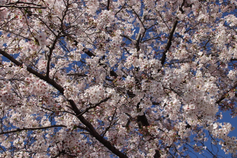 桜満開